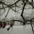 "With freezing rain, sleet, ice and snow falling during the day, the St. Louis area came to a standstill on Tuesday.  In the first blizzard warning issued in over a decade by the national weather service..."
