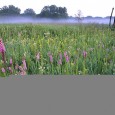 "On Monday, March 26, a bill passed in the Illinois House allowing state parks to charge admission to visitors. "