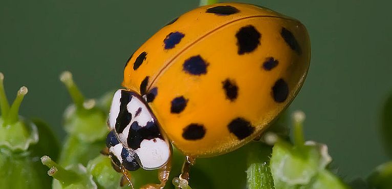 Photo by Andreas Trepte:"  Asian lady beetle-(Harmonia-axyridis)" Used under licence CC BY-SA 2.5 via Wikimedia Commons - http://commons.wikimedia.org/wiki/