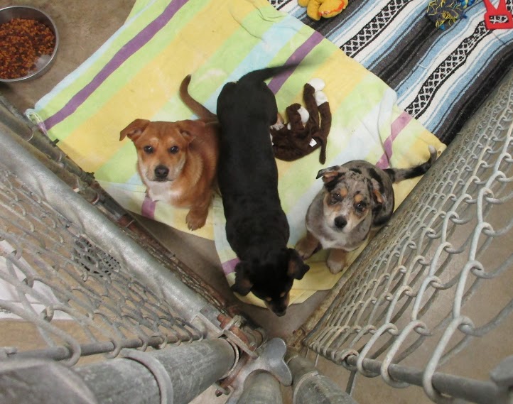 Princess, Dutchess, and Queeny are Australian shepherd mixes who are looking for a loving new home. (Photo by Krystie Morrison)