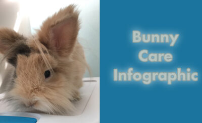 bunny care photo