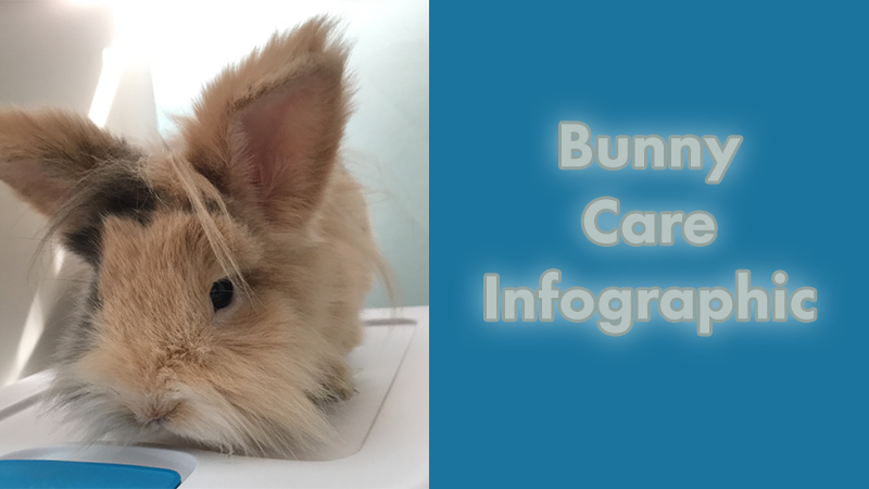bunny care photo