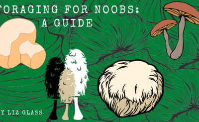 foraging for noobs a guide graphic
