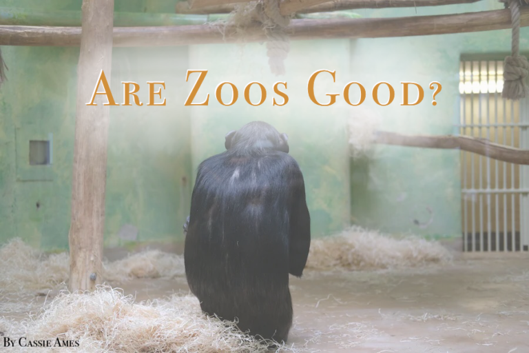 Are Zoos Good? The Bridge