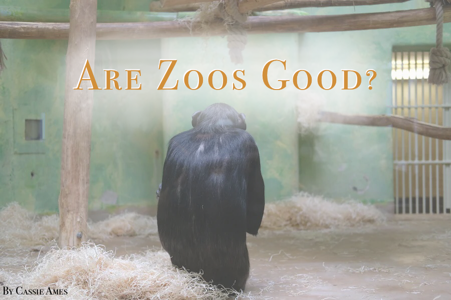 Are Zoos Good Graphic