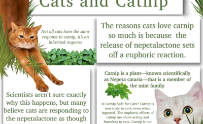Catnip informational graphic by Cassie Ames