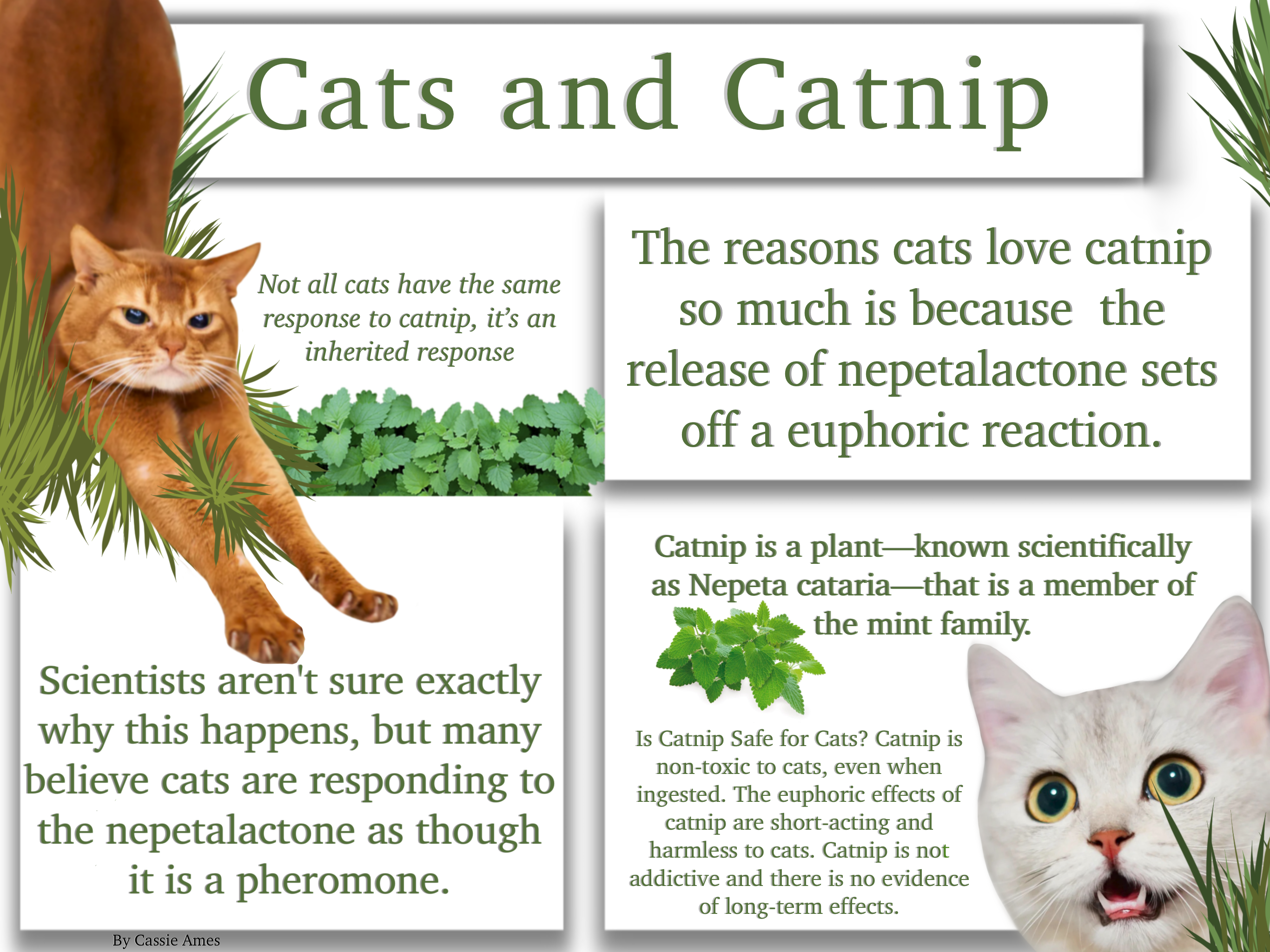 Catnip informational graphic by Cassie Ames
