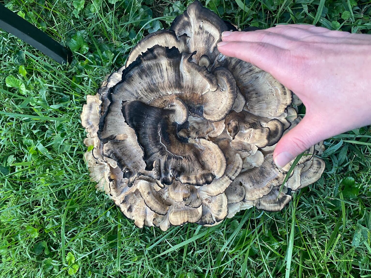 Large mushroom bigger than a hand