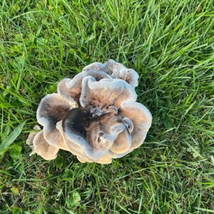 A Second Lawn Mushroom