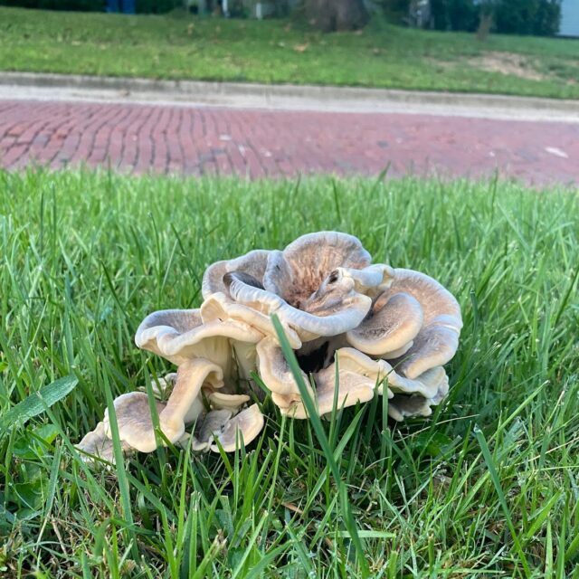 A Third Lawn Mushroom