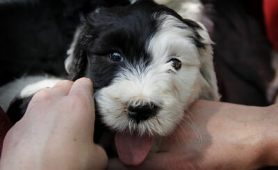 Picture of a smiling puppy with half black and half white face