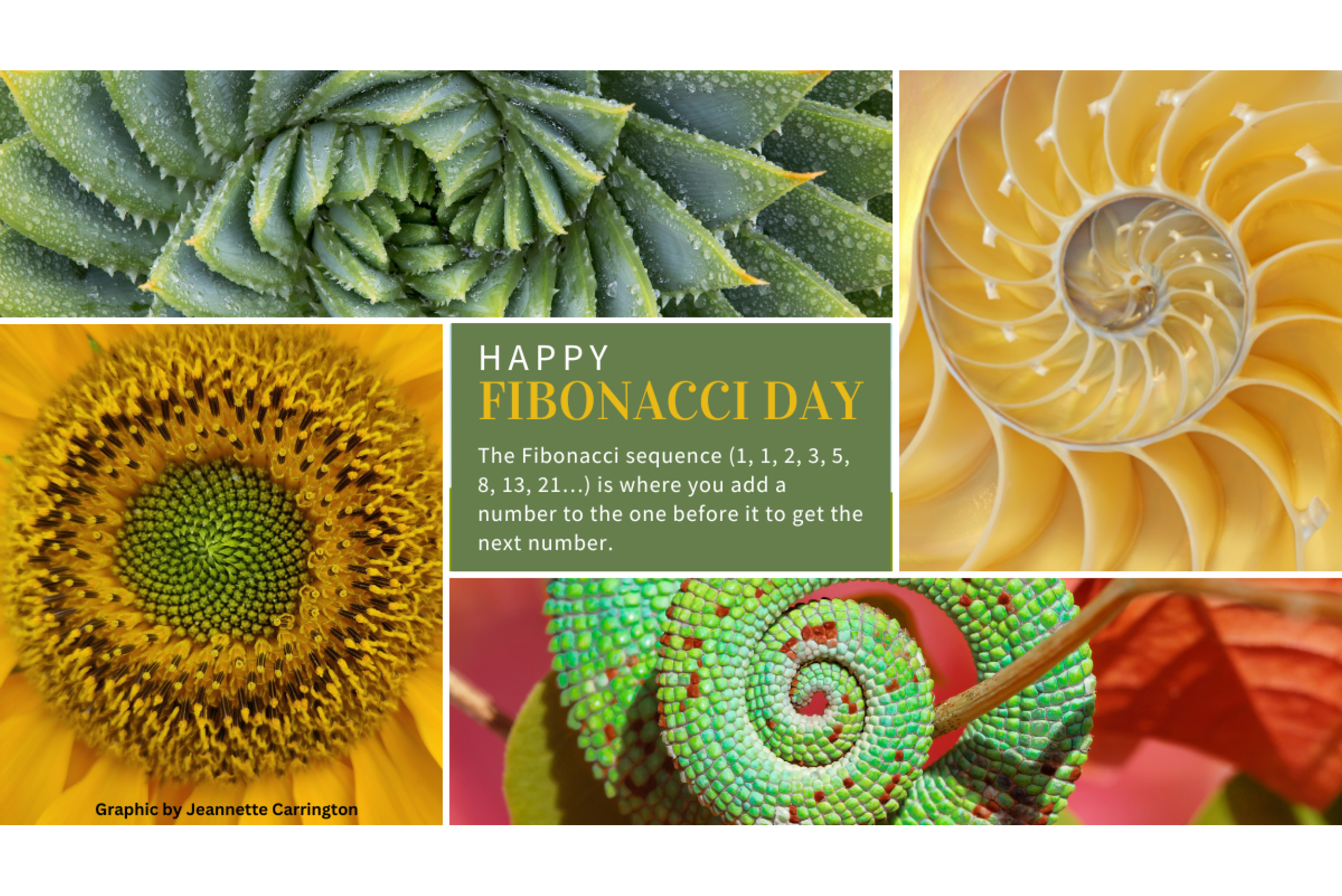 Fibonacci Day Graphic