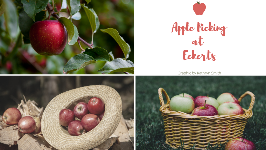 Apple Picking at Eckert’s The Bridge