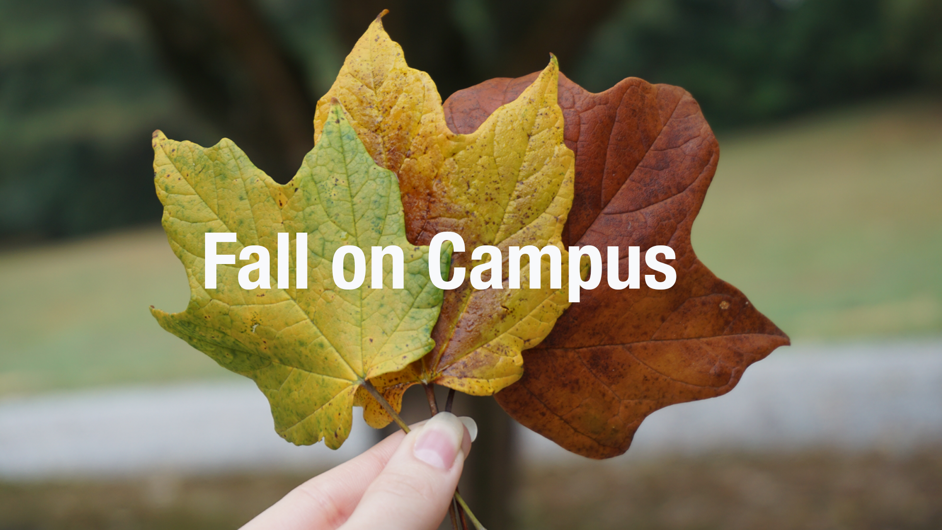 Image of a hand holding up Fall colored leaves with the text "Fall on Campus" centered.