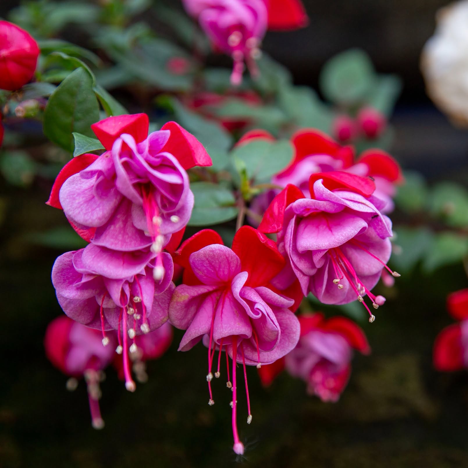 A close-up shot of a cluster of vibrant fuchsia flowers in full bloom. The flowers feature deep pink, frilly inner petals surrounded by bright red sepals, with long, delicate stamens hanging downwards. The background is a soft, out-of-focus mix of deep green leaves and shadowed foliage.